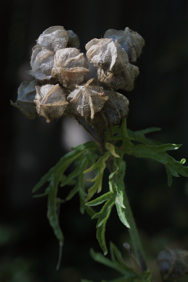 Изображение особи Malva moschata.