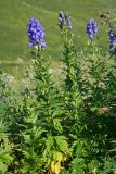 Aconitum nasutum. Цветущие растения. Республика Адыгея, плато Лаго-Наки, ур. Верх. Цица. 24.07.2012.