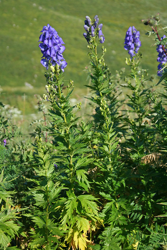 Изображение особи Aconitum nasutum.