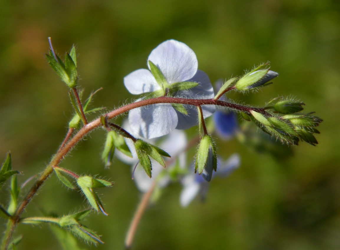 Image of Veronica chamaedrys specimen.