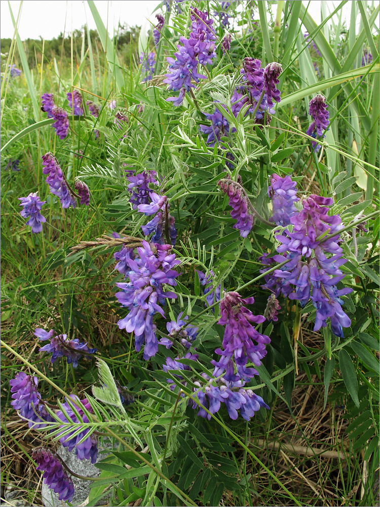 Image of Vicia cracca specimen.