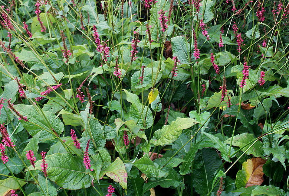 Изображение особи Bistorta amplexicaulis.