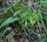 Melampyrum pratense. Верхушка цветущего растения. Курская обл., Железногорский р-н, с. Жидеевка, ур. Жидеевская дача. 10 июля 2008 г.