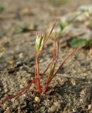 Juncus minutulus