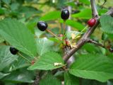 Cerasus kurilensis. Часть ветви со зрелыми плодами. Сахалин, лесопарковая зона в окр. г. Южно-Сахалинска. Середина июля 2012 г.