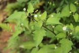 Solanum nigrum