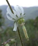 Michauxia campanuloides. Цветок. Israel, Upper Galilee. Май 2006 г.