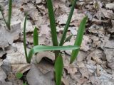 Tulipa biebersteiniana