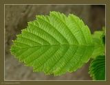 Alnus incana