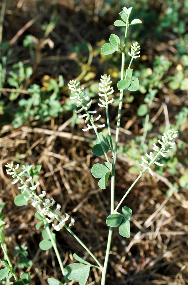 Изображение особи Meristotropis triphylla.