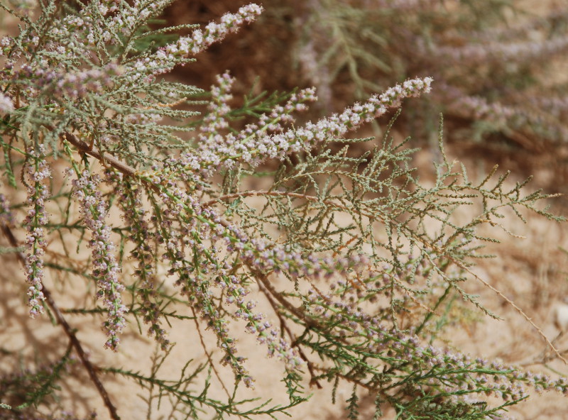 Image of genus Tamarix specimen.