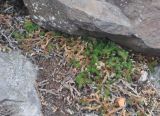 Selaginella rupestris. Растения на каменистом склоне. Хабаровский край, Амурские столбы. 24.07.2012.