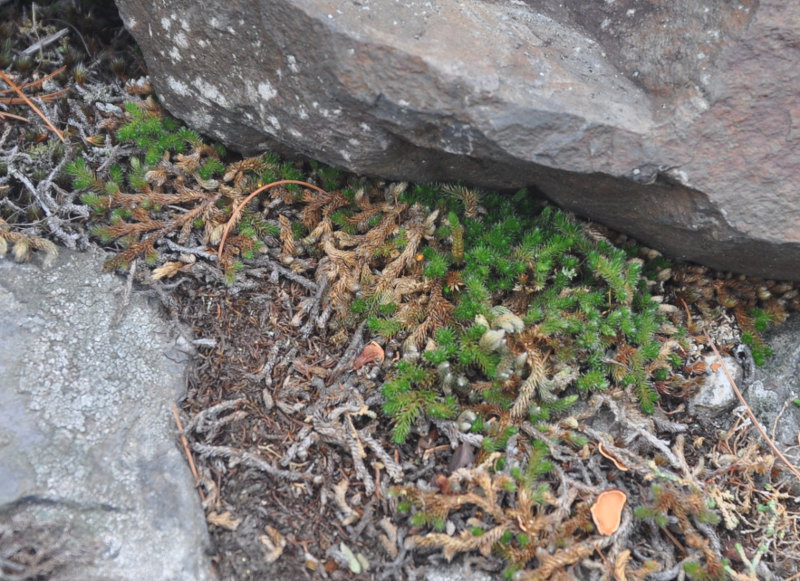 Image of Selaginella rupestris specimen.