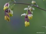 Thalictrum simplex