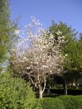 род Magnolia