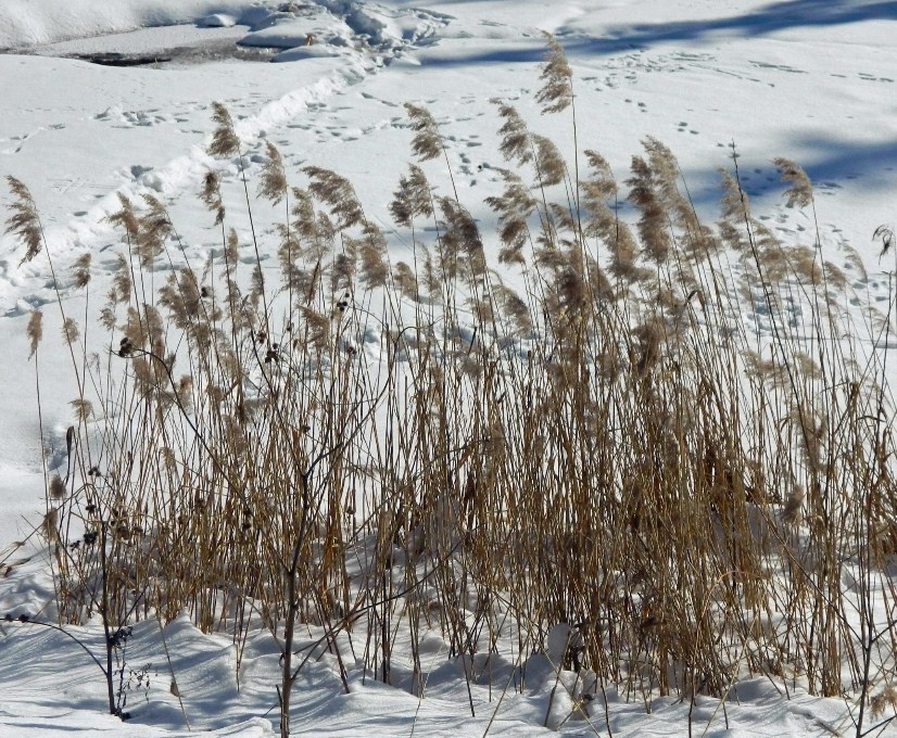 Image of Phragmites australis specimen.