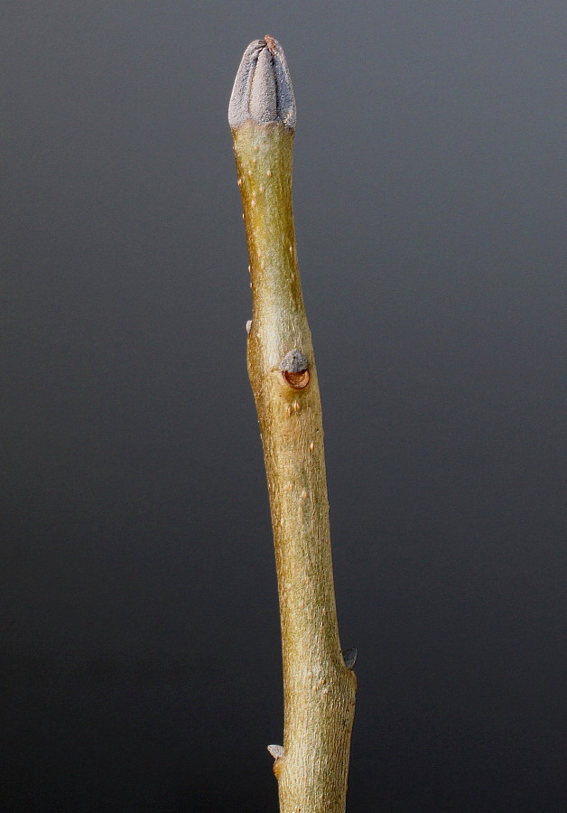 Image of Fraxinus ornus specimen.