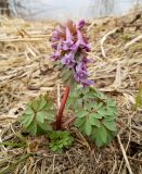 Corydalis solida