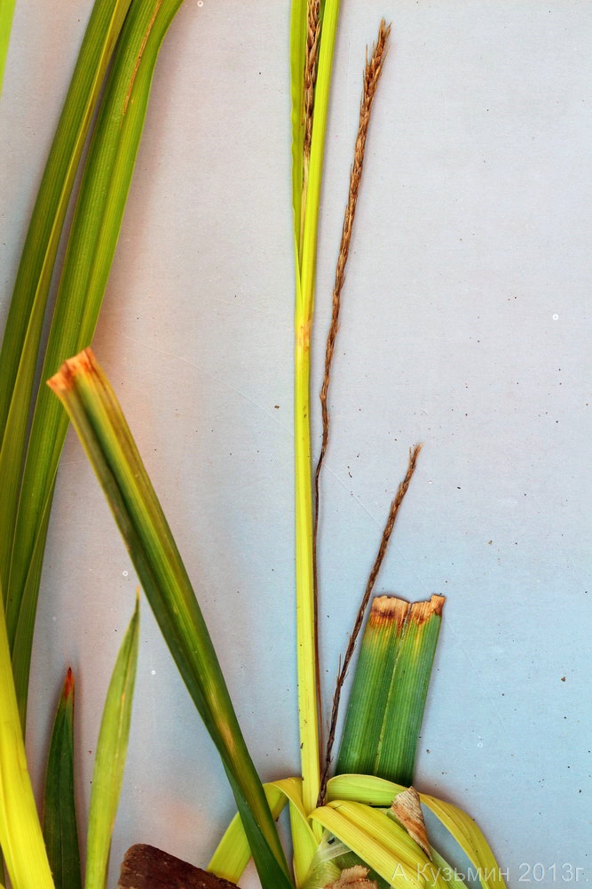 Изображение особи Carex × toezensis.