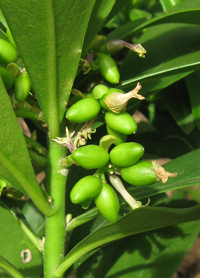 Изображение особи Daphne laureola.