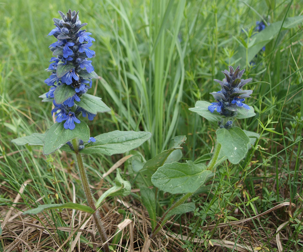 Image of Ajuga genevensis specimen.