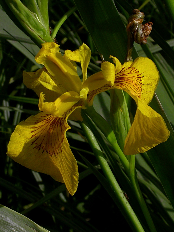 Изображение особи Iris pseudacorus.