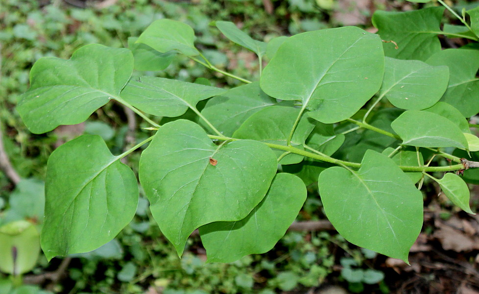 Изображение особи Syringa yunnanensis.