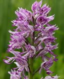 Orchis militaris. Верхняя часть соцветия. Ленинградская обл., Гатчинский р-н, окр. пос. Пудость, луг в старом известняковом карьере. 08.06.2013.