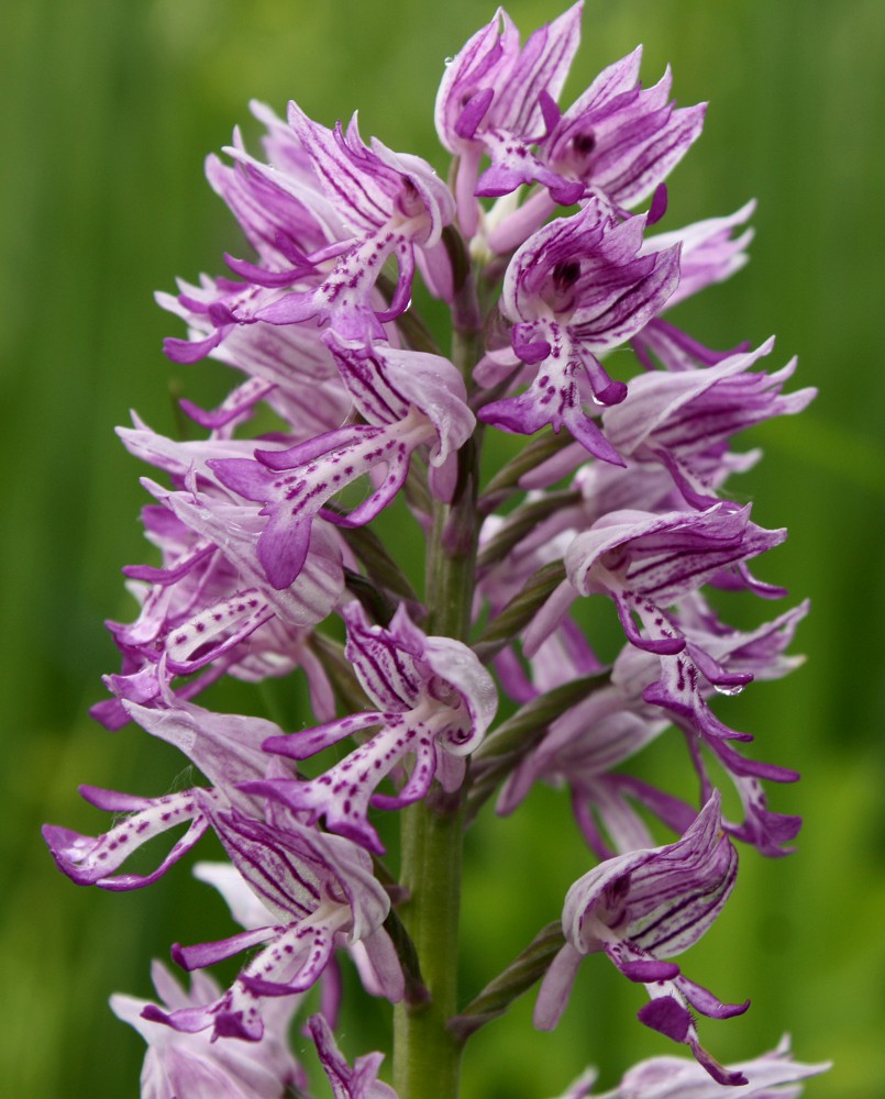 Изображение особи Orchis militaris.