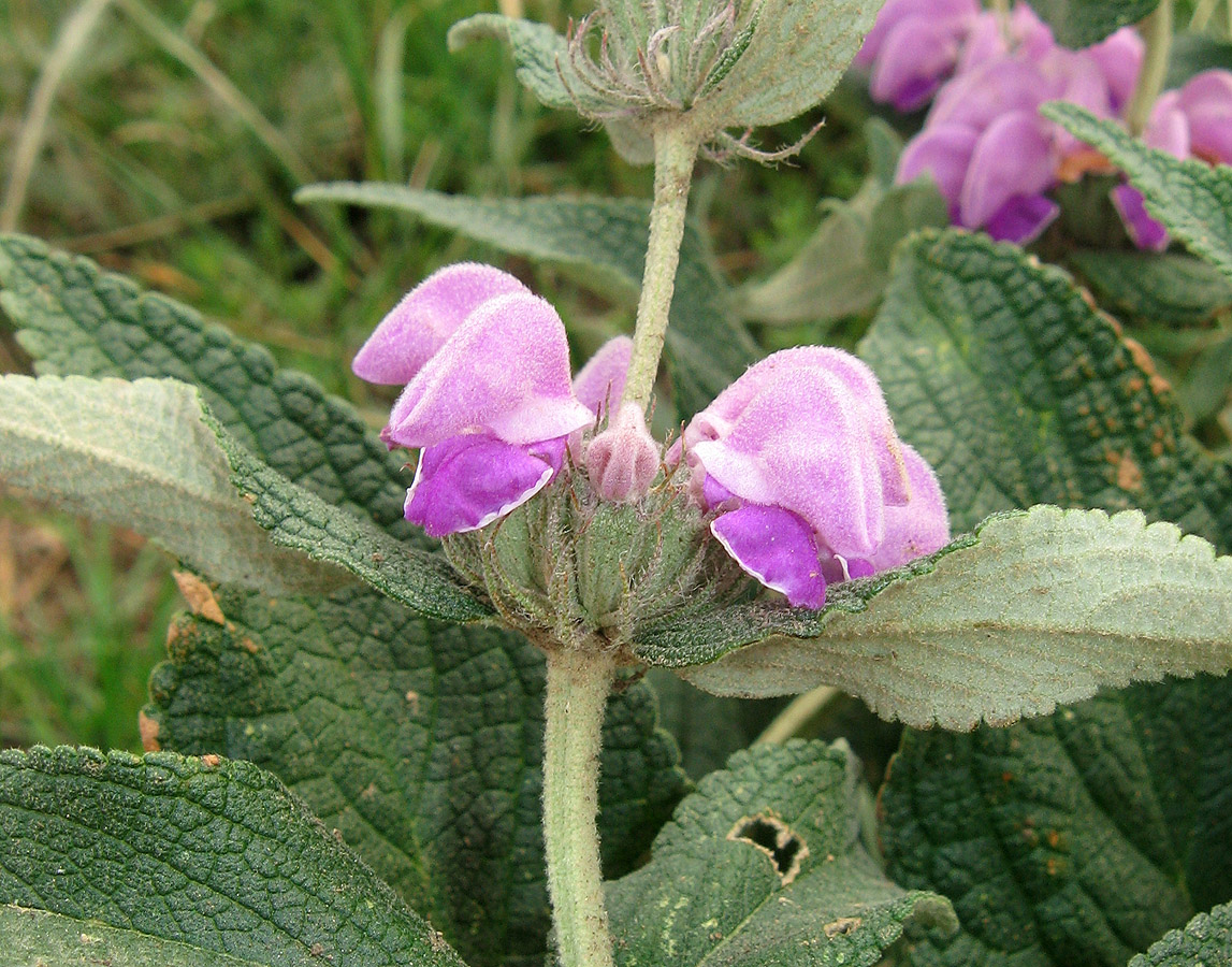 Image of Phlomis taurica specimen.