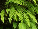 Woodsia caucasica