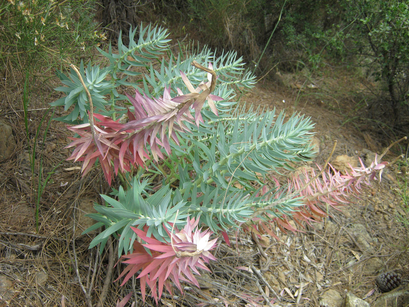 Image of Euphorbia rigida specimen.