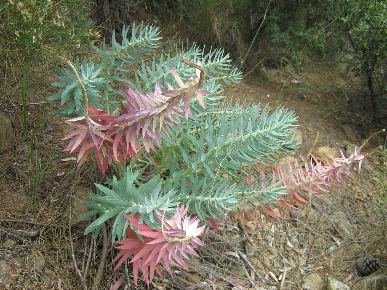 Изображение особи Euphorbia rigida.