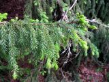 Picea omorika