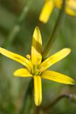 genus Gagea. Цветок. Южный Казахстан, вершина 797.3 0.5 км западнее шоссе Корниловка-Пестели. 28.03.2013.