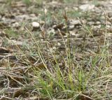 Carex caryophyllea. Цветущее растение. Псковская обл. и район, у выбутских порогов на р. Великой, луг на известняке. 18.05.2009.