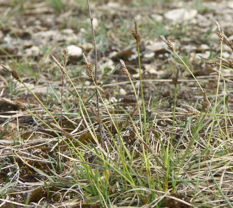 Image of Carex caryophyllea specimen.