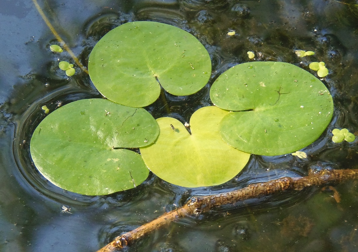 Image of Hydrocharis morsus-ranae specimen.