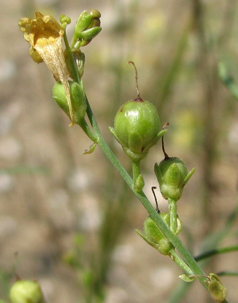 Image of Linaria dulcis specimen.