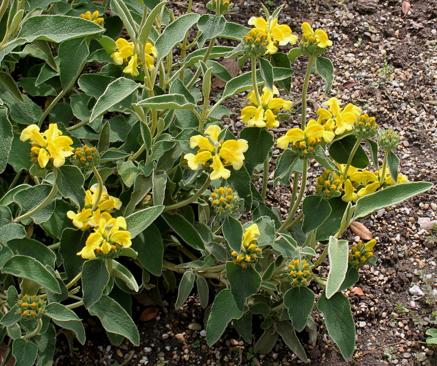 Изображение особи Phlomis fruticosa.