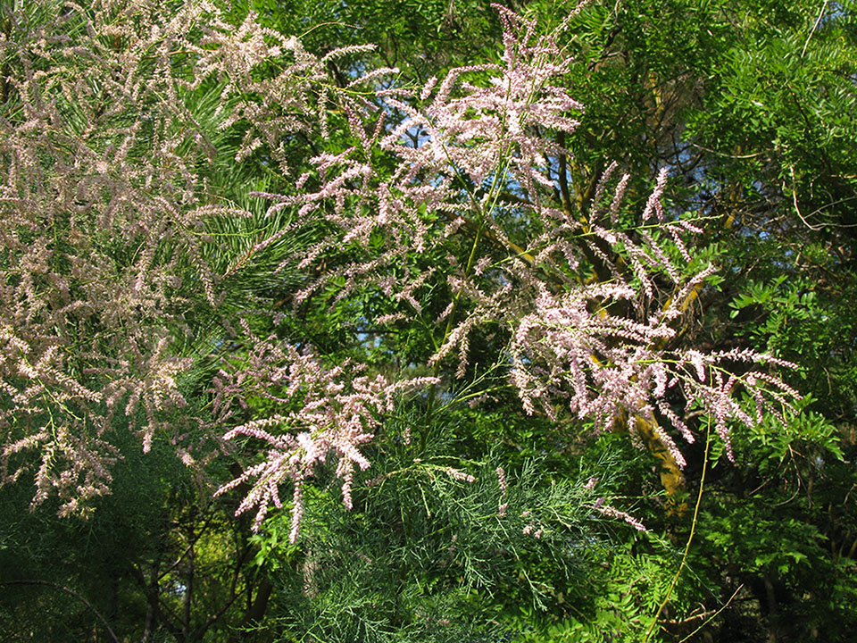 Image of Tamarix ramosissima specimen.