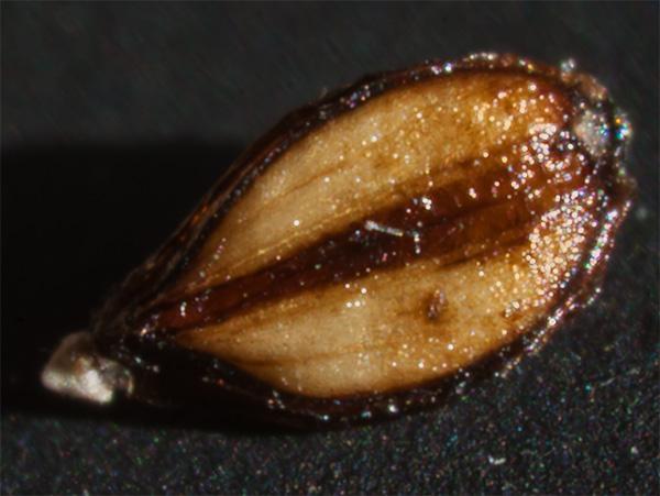 Image of Prunella vulgaris specimen.
