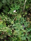 Linum stelleroides