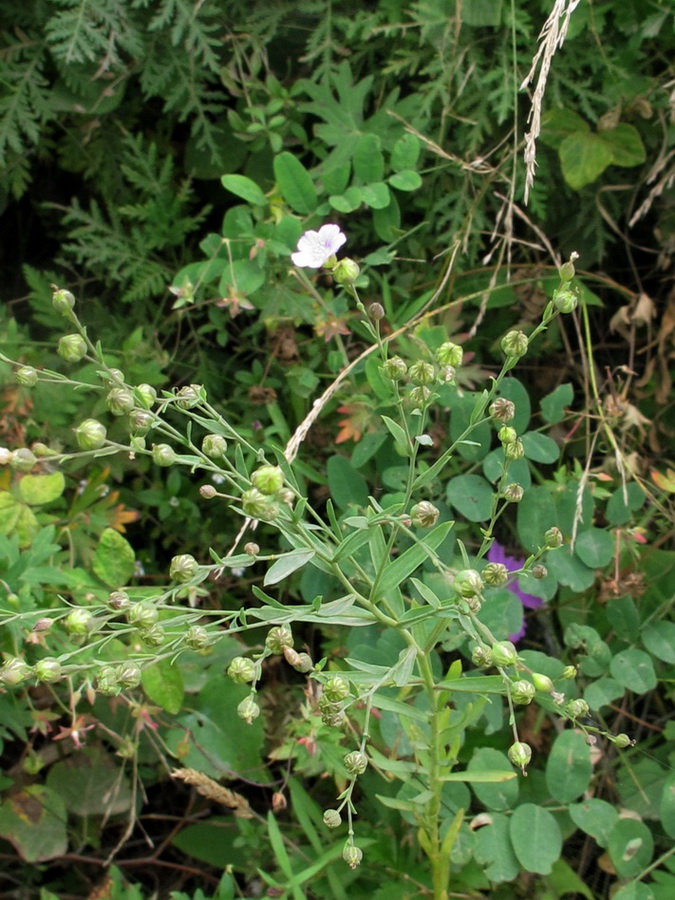 Image of Linum stelleroides specimen.