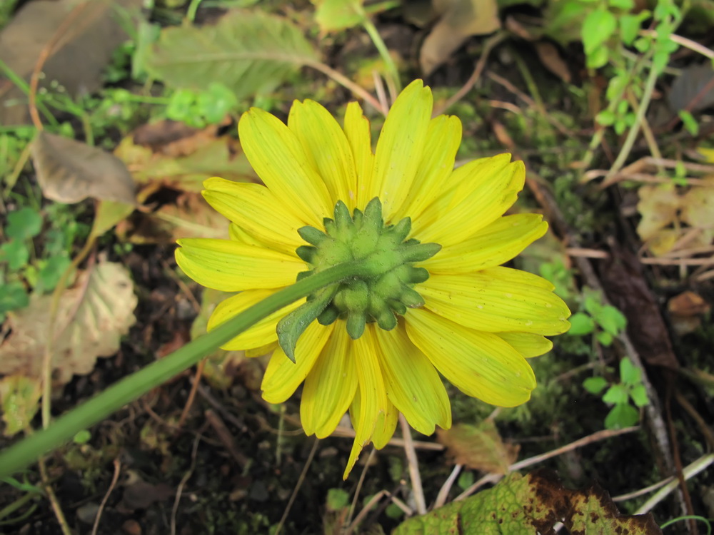 Изображение особи Heliopsis helianthoides ssp. scabra.