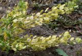 Thlaspi arvense