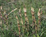Equisetum arvense. Спороносящие растения. Московская обл., Раменский р-н, окр. ж.-д. платформы Хрипань, залежь. 09.05.2013.