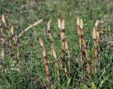 Equisetum arvense