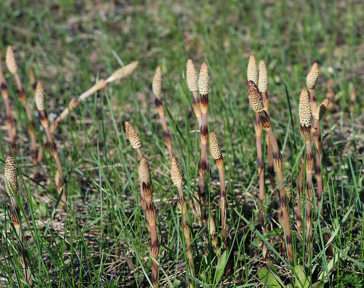 Изображение особи Equisetum arvense.