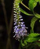 Veronica longifolia